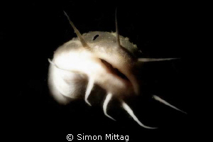 Striped Catfish by Simon Mittag 